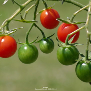 Que faire avec des tomates cerises vertes?