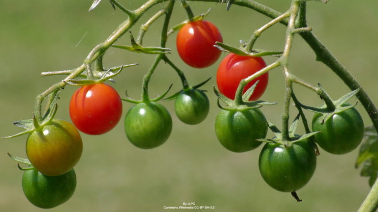rougir tomates cerises vertes