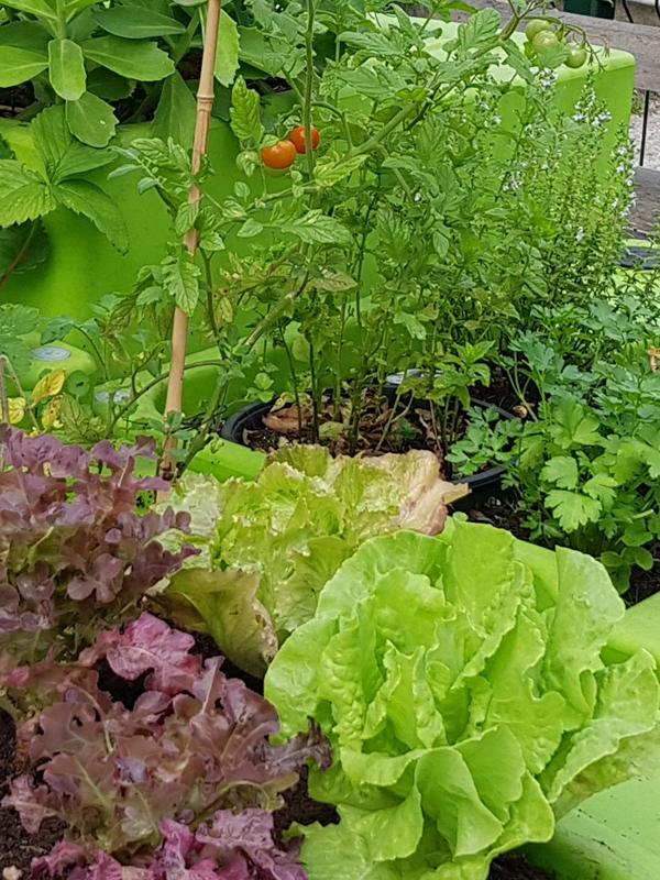 jardin potager-verdurable