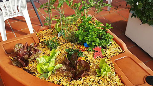 jardin du potager et de salades dimension réduite
