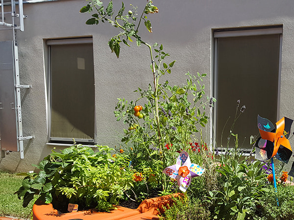 jardin potager en été