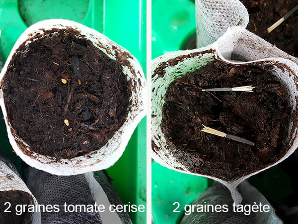 Poser graines de tagète et de tomate cerise
