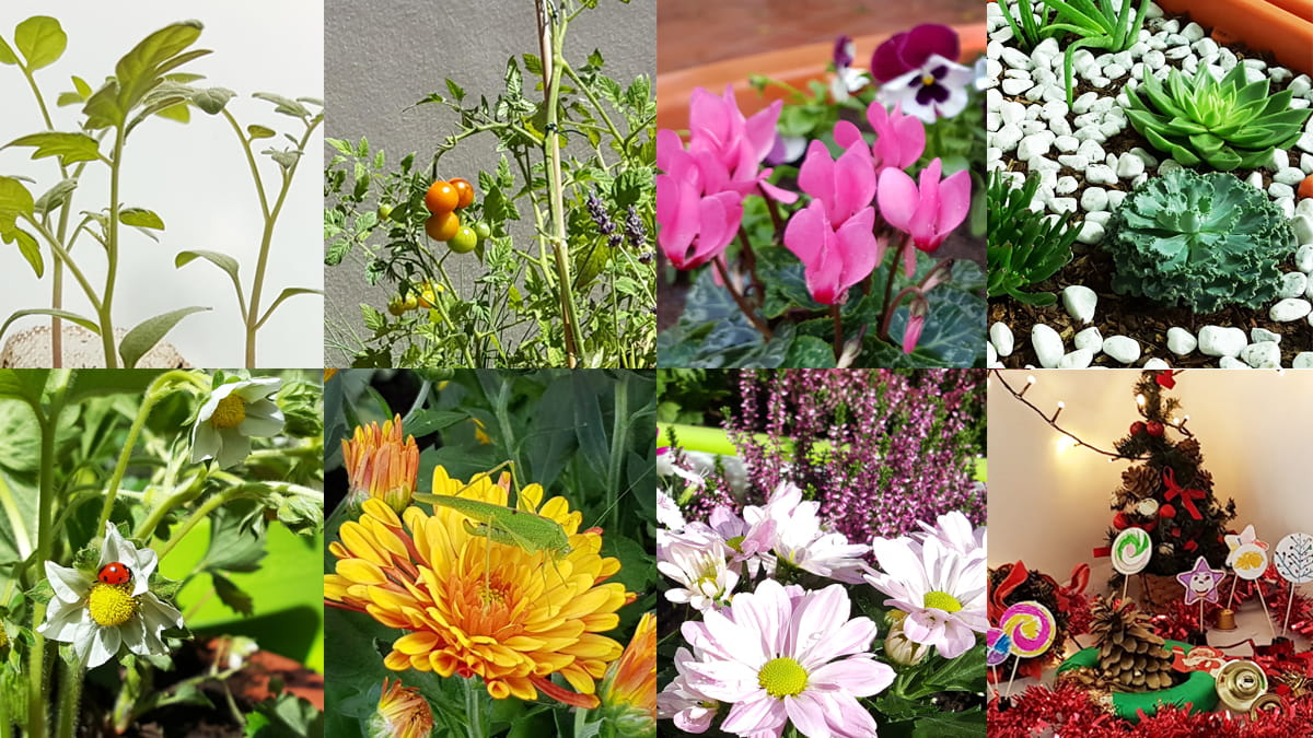 Créer le jardin aromatique avec de différentes compositions - Verdurable