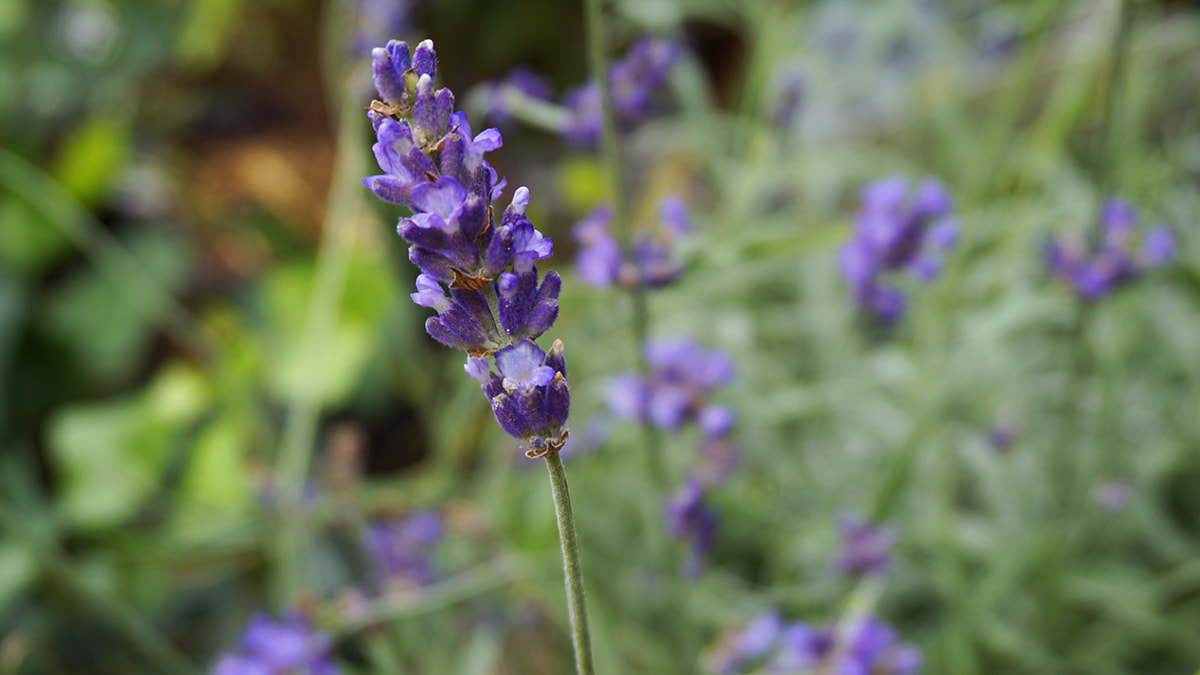 Lavande, un parfum de Provence