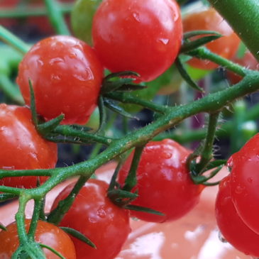 Tomate cerise : fruitée, sucrée et juteuse