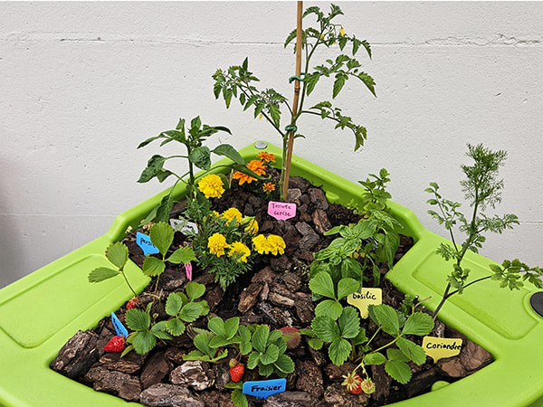 jardin potager réalisé dans la jardinière ergonomique Hortense juin 2025