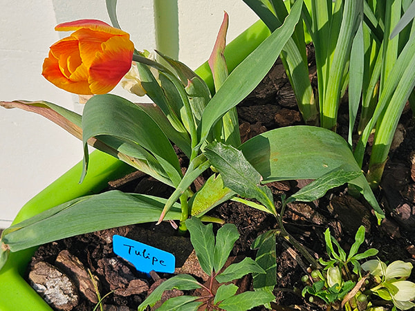tulipes dans le jardin d'avril