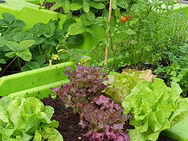 jardin potager à l'hopital Chardon Lagache 2018