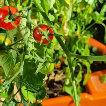 Cultiver, cuisiner, savourer : le potager qui fait du bien