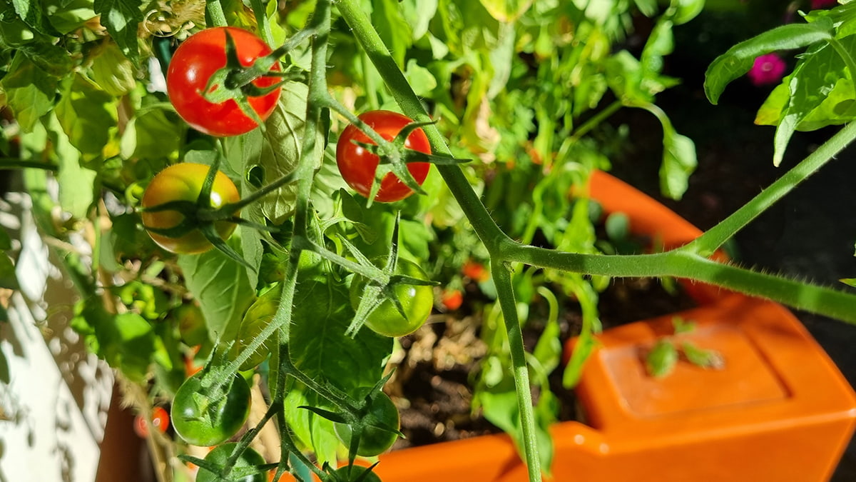 Cultiver, cuisiner, savourer : le potager qui fait du bien