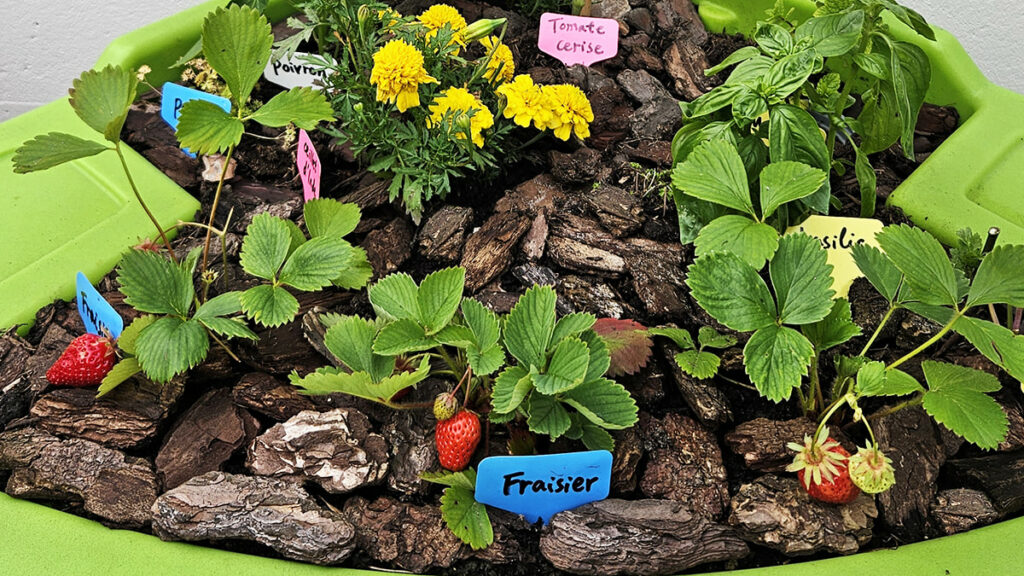 paillage en écorce de pin