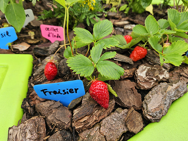 paillage des fraisiers en écorce