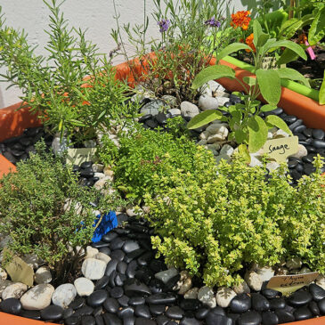 Paillage minéral pour un jardin méditerranéen réussi