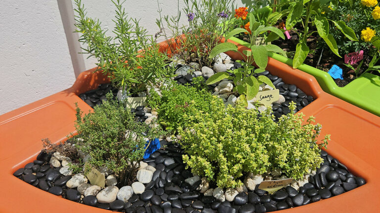 paillage minéral au jardin