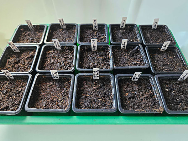 étiquettes à semis plantées dans les godets