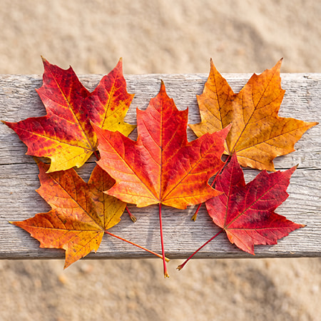 Une composition de cinq feuilles d'érable colorées pour une activité de bricolage d'automne.