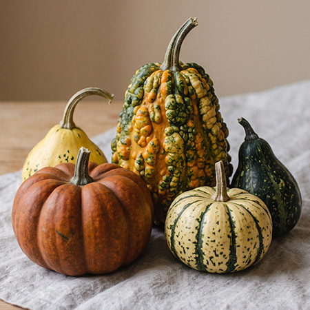 Composition d'automne de coloquintes et mini-potirons variés pour la décoration du jardin Halloween.