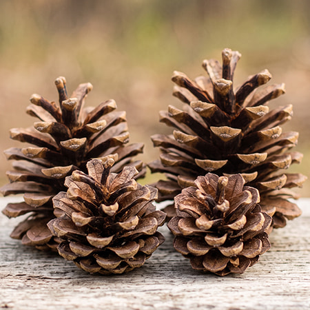 Un gros plan de quatre pommes de pin naturelles posées sur un banc en bois, prêtes à être utilisées pour un bricolage créatif d'automne.