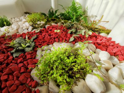 terrarium humide de verdurable détail